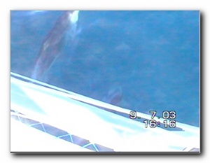 Click to enlarge